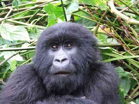 Gorilla, Game Parks & Zanzibar